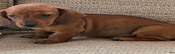 Miniature Dachshund dogs for sale: Reba - Ad 3