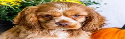 Cocker Spaniel dogs for sale: Lilly - Ad 2