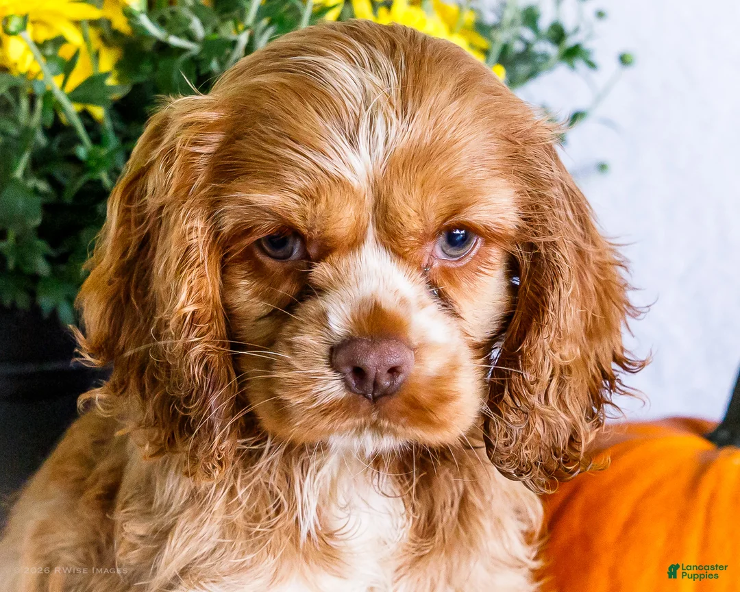 Cocker Spaniel dogs for sale: Lilly - Ad 2