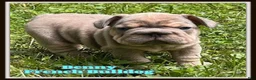 French Bulldog dogs for sale: Benny - Ad 1