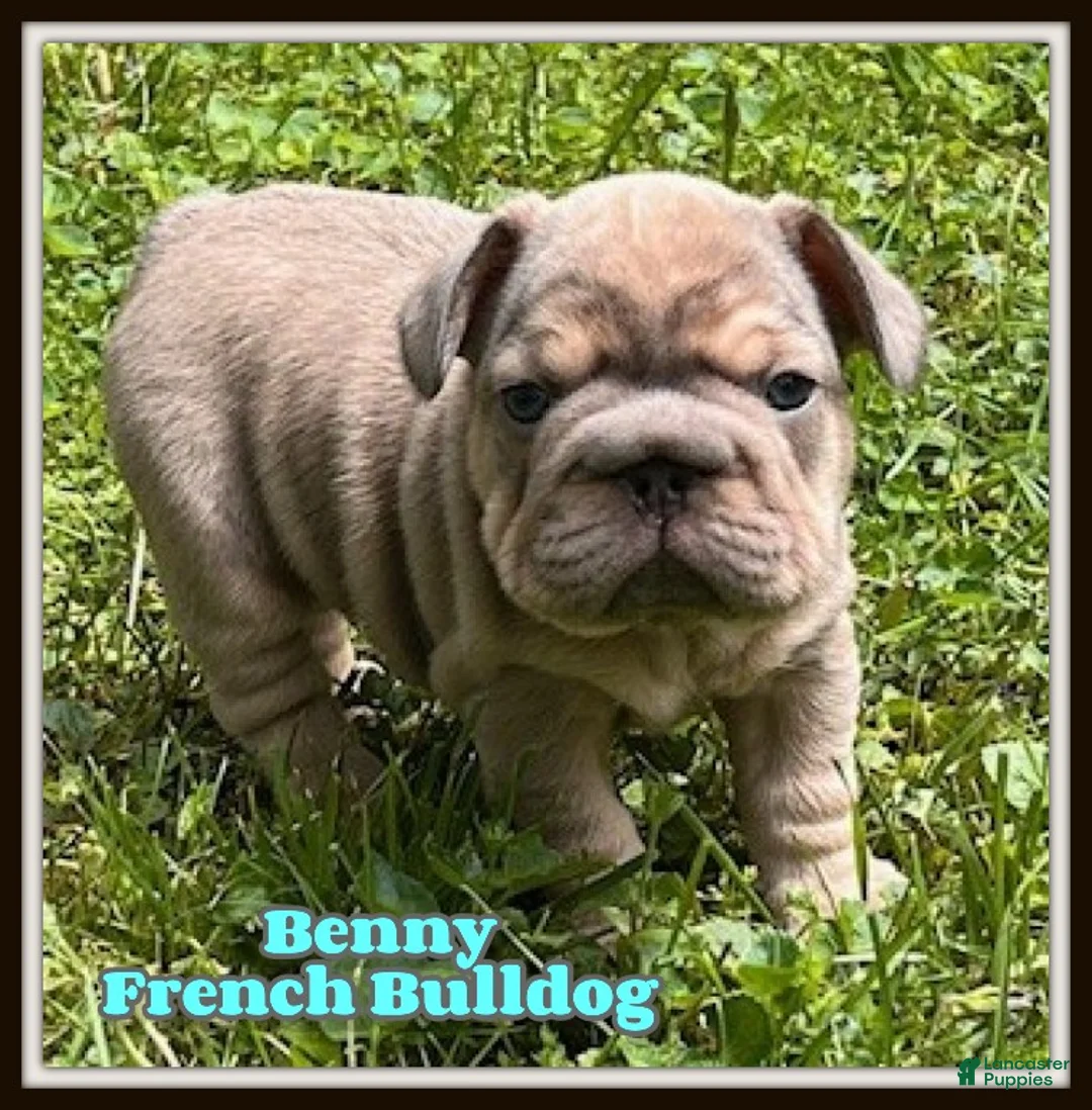 French Bulldog dogs for sale: Benny - Ad 1