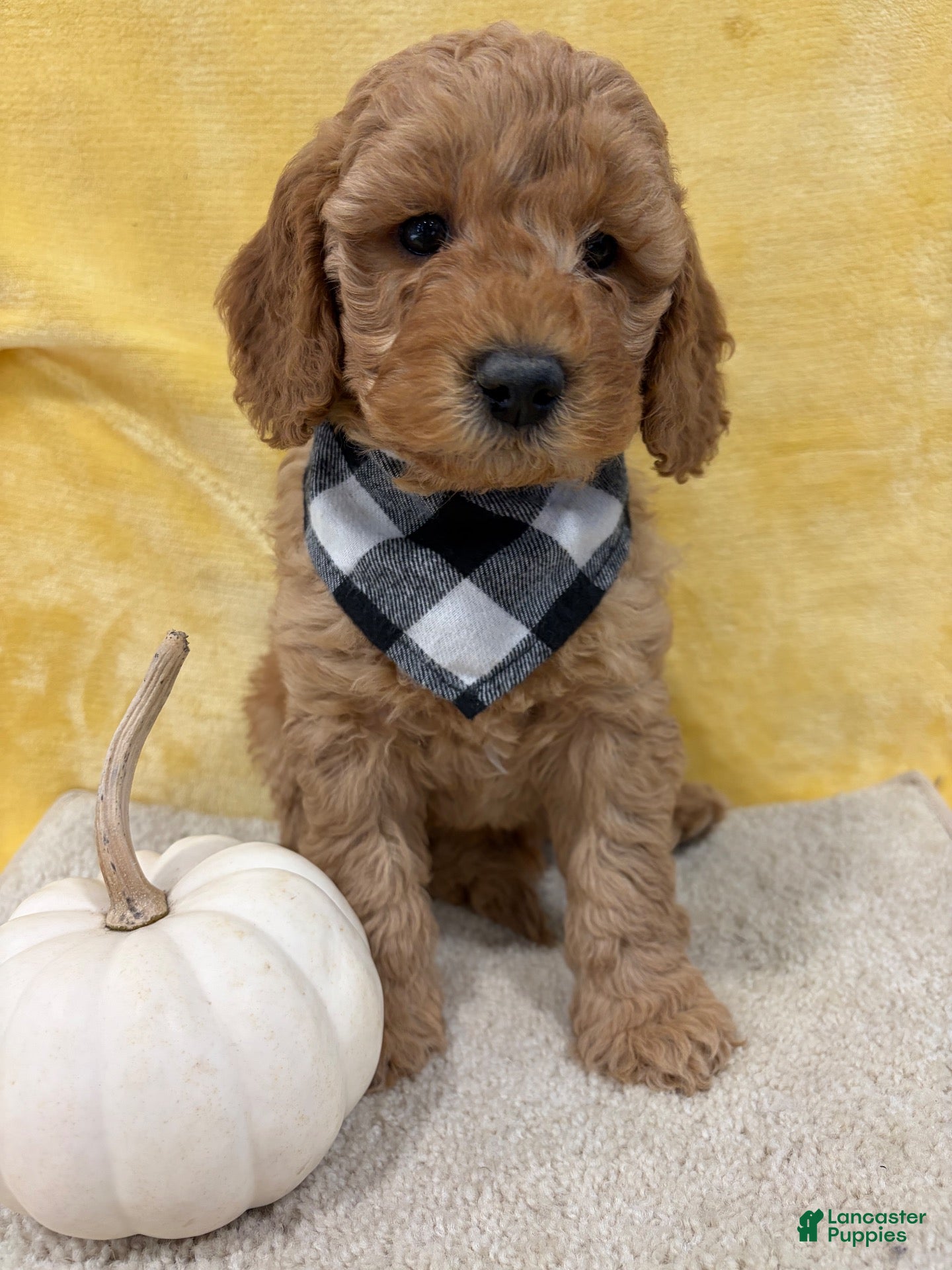 Mini Goldendoodle dogs for sale: Bo - Ad 1