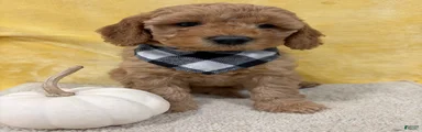 Bo