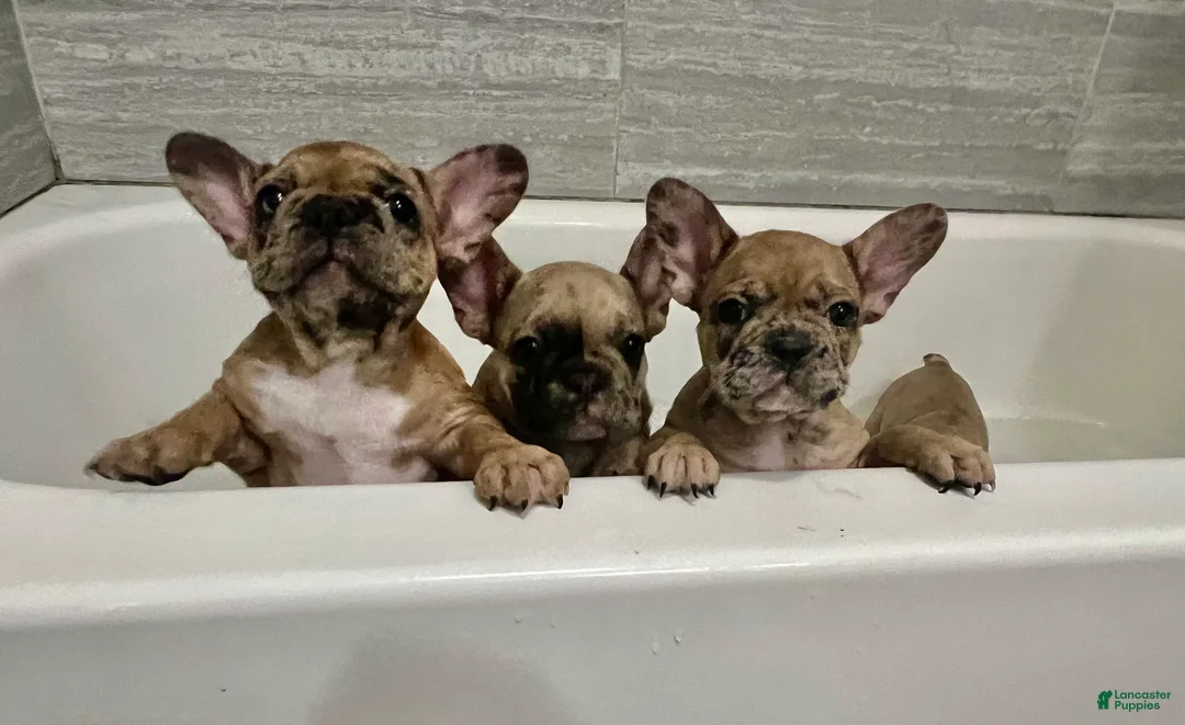 French Bulldog dogs for sale: Scout  - Ad 19
