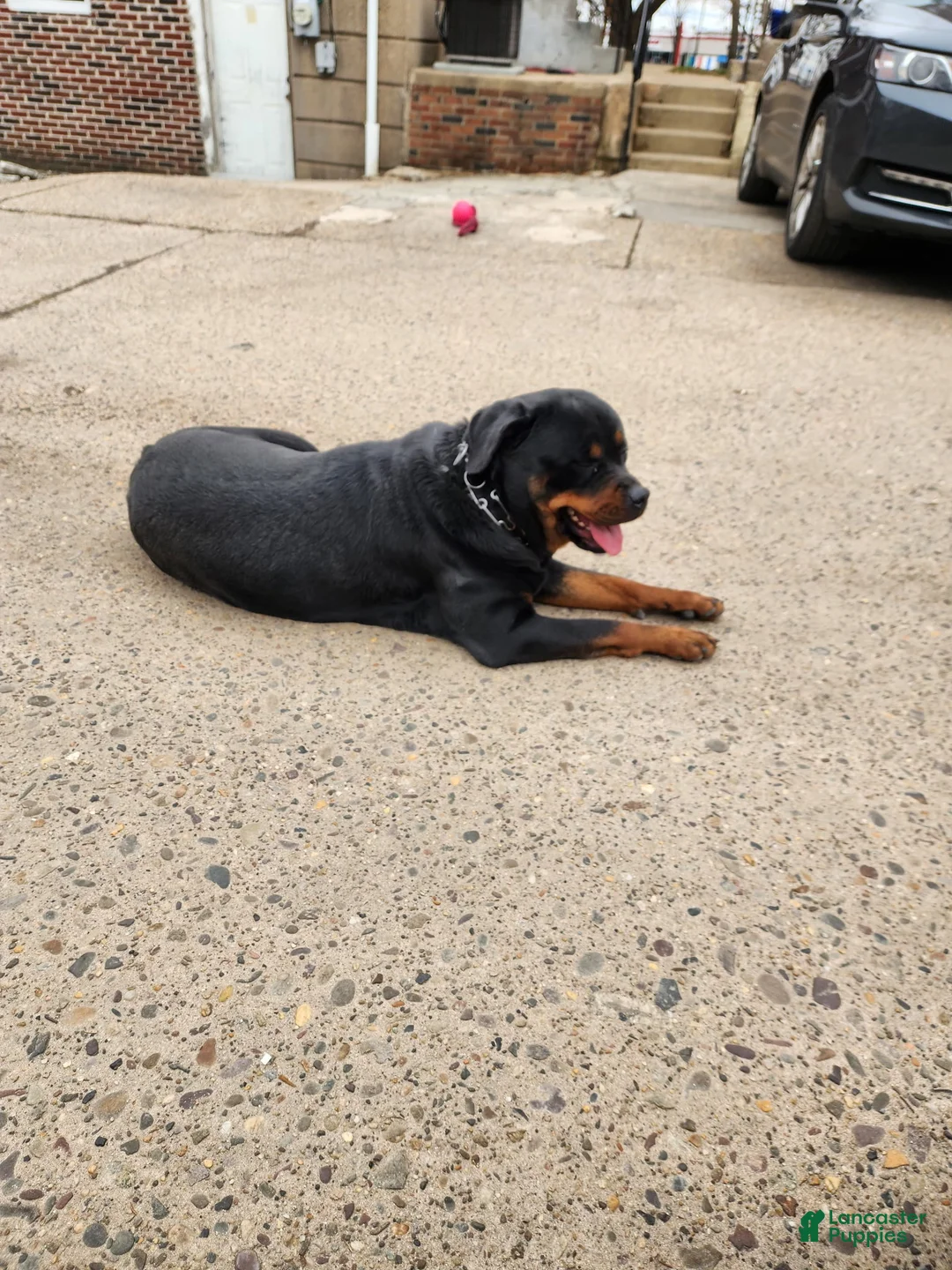 Rottweiler dogs for sale: Rottweiler Puppy 1 - Ad 2