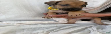 South African Boerboels Puppy 6