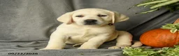 Labrador Retriever dogs for sale: Dozer - Ad 4