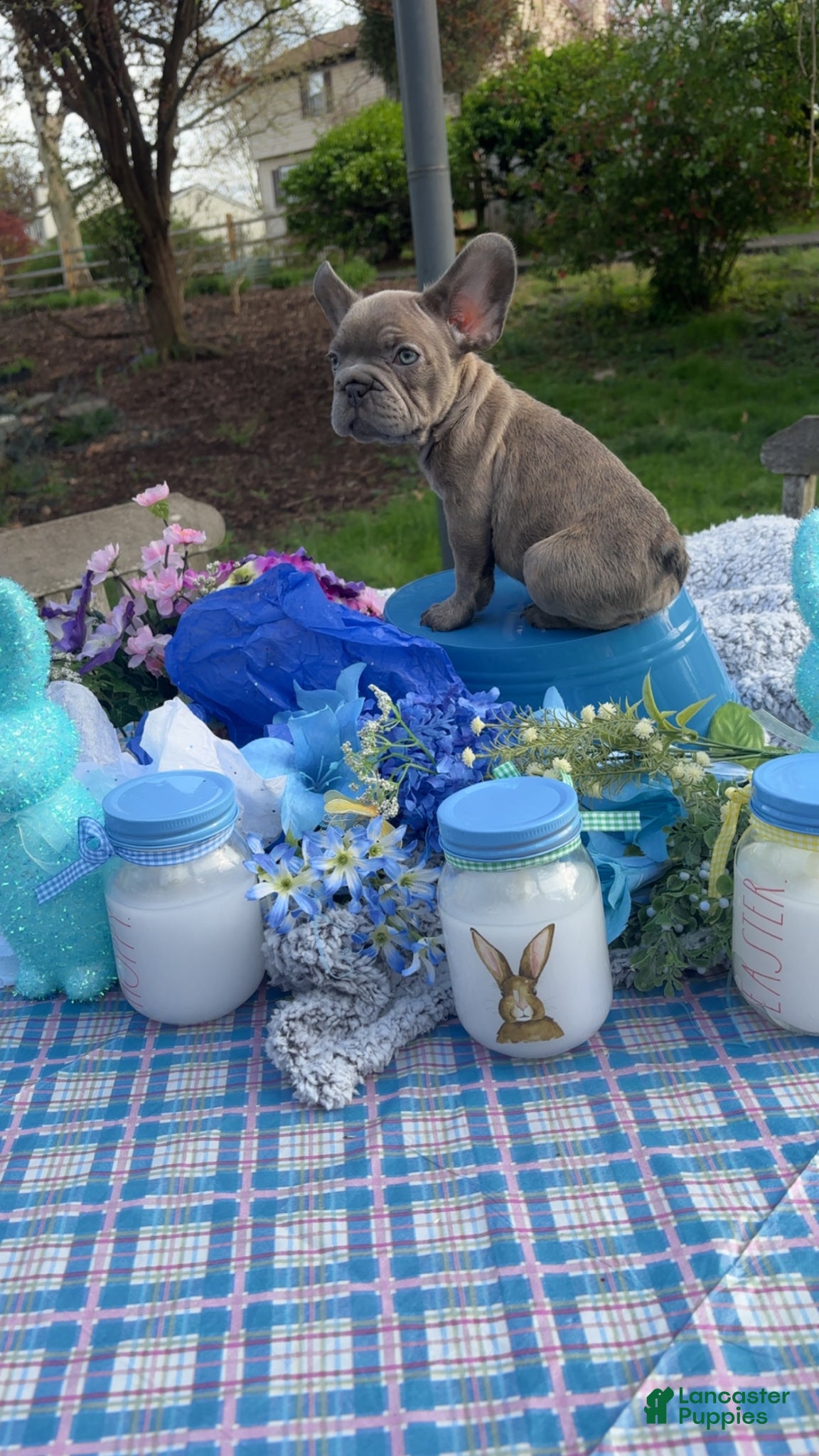 French Bulldog dogs Kiki - Ad 26