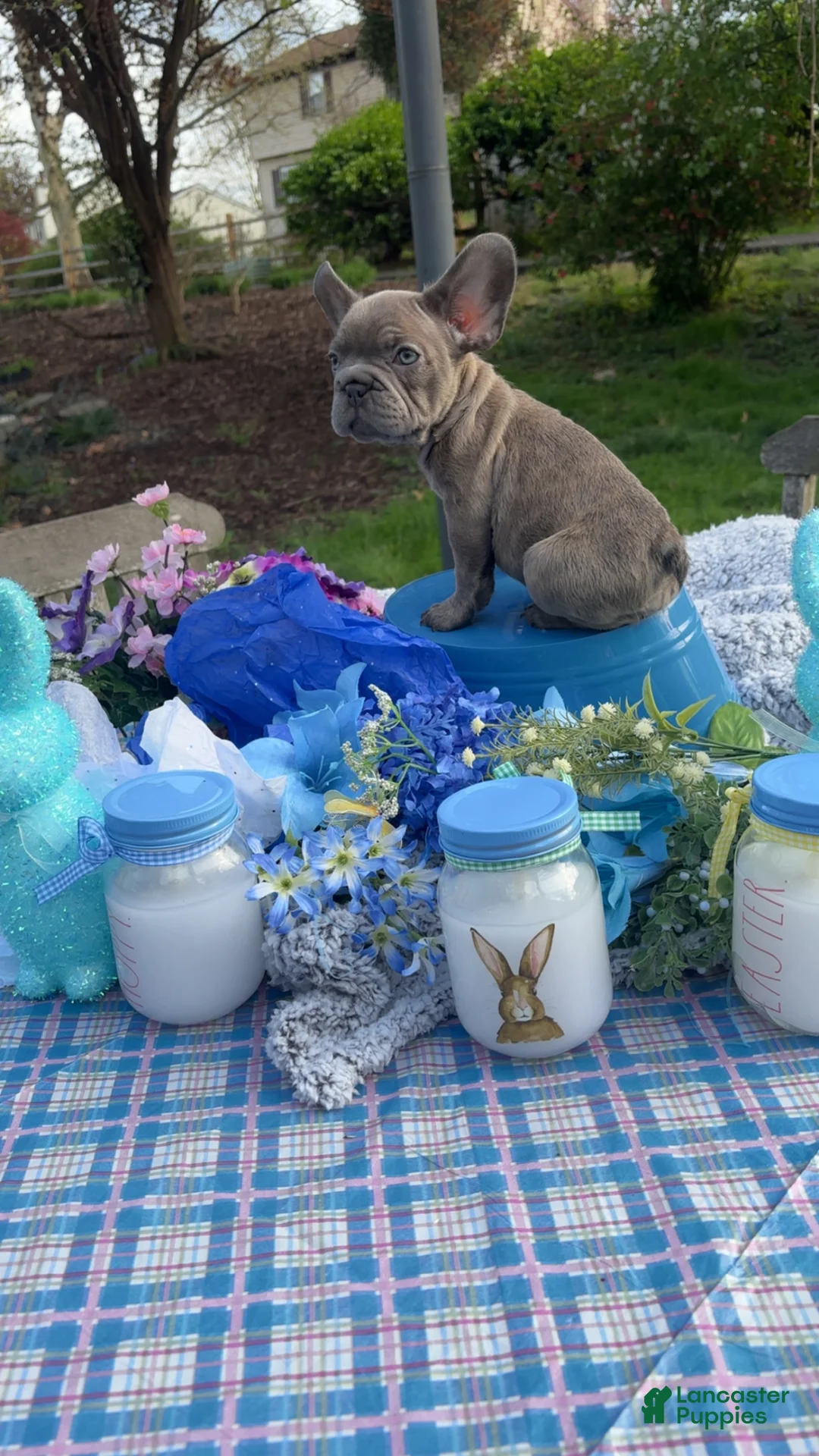 French Bulldog dogs for sale: Kiki - Ad 1