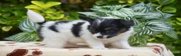 Papillon dogs for sale: Freddie - Ad 4
