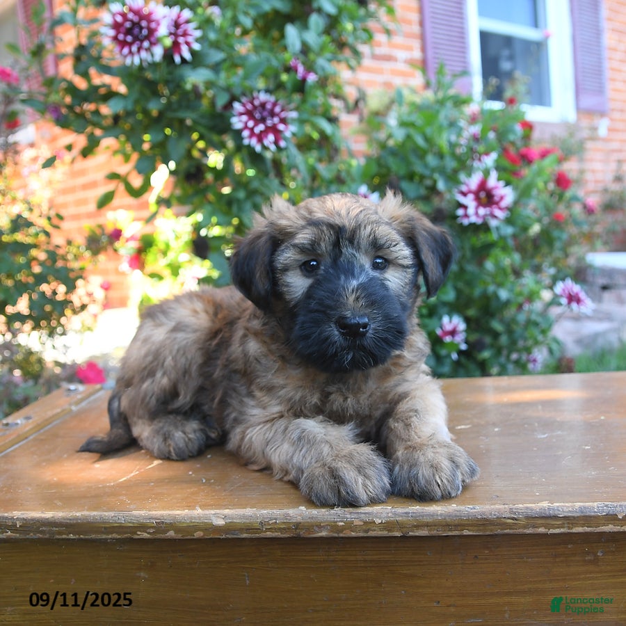 Terrier Mix Soft Wheaten Terrier For Sale Near Me Hot Wheaten