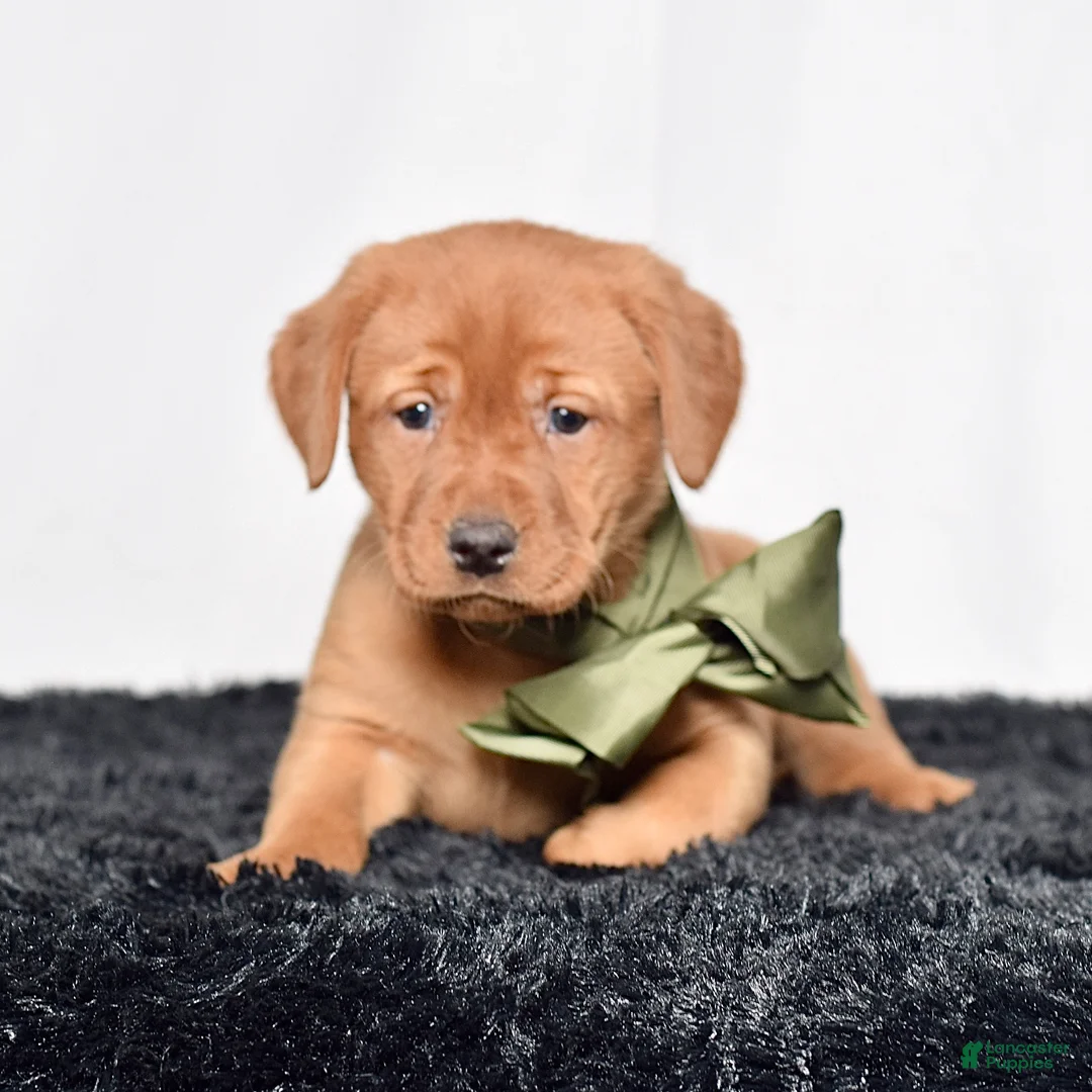 Labrador Retriever dogs for sale: Poppy - Ad 2