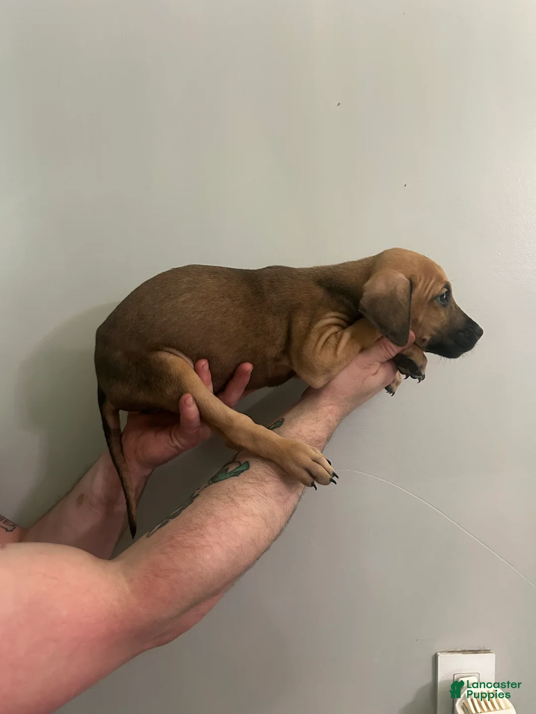 Mixed Breed dogs for sale: Puppy 10  - Ad 2