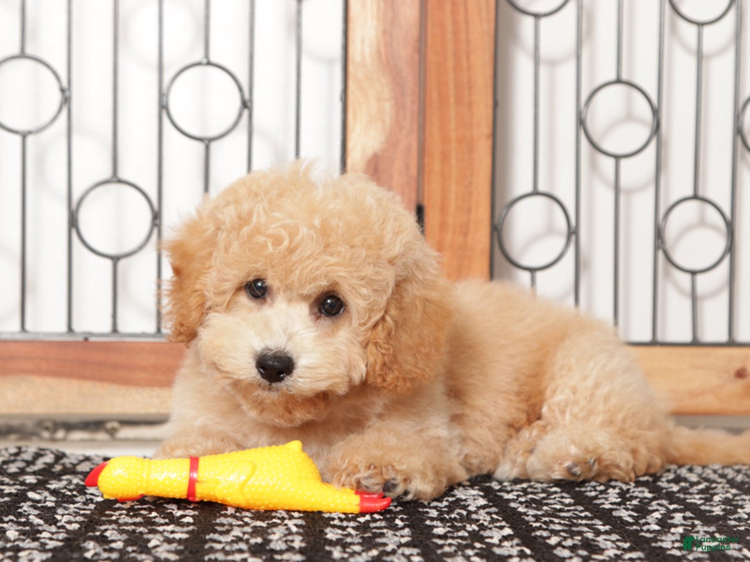 Bichpoo dogs for sale: Thor - Ad 3