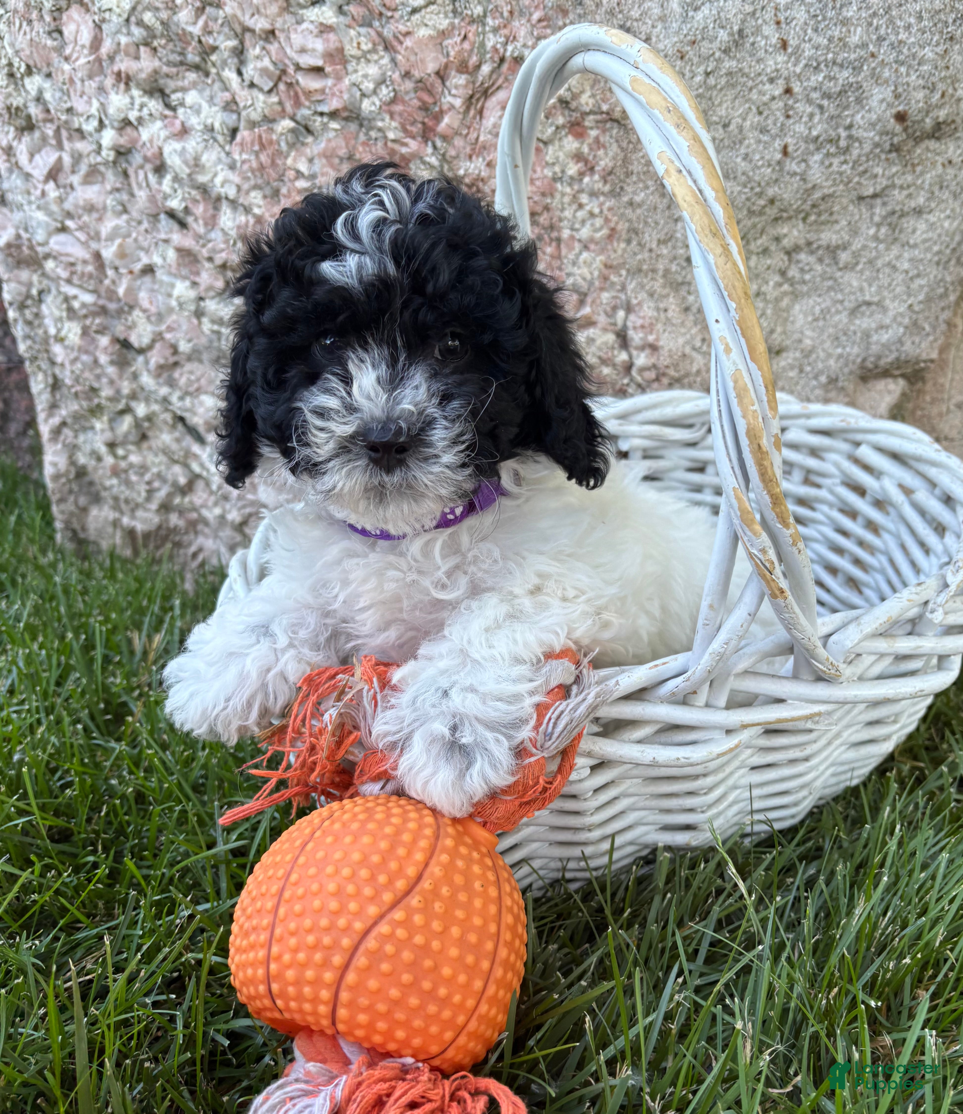 Havapoo dogs Ava  - Ad 2