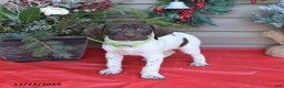 German Shorthaired Pointer dogs for sale: Lenny - Ad 1
