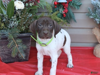 German Shorthaired Pointer dogs Lenny - Ad 22