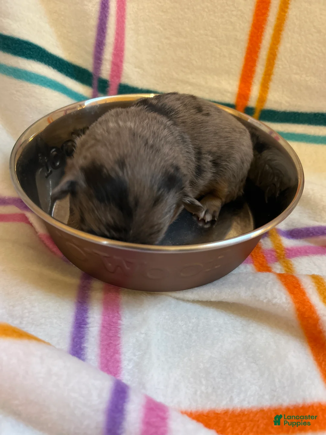 Chihuahua dogs for sale: Chihuahua Puppy 3 - Ad 1