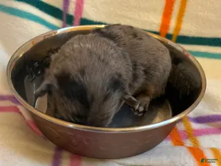 Chihuahua dogs Chihuahua Puppy 3 - Ad 35