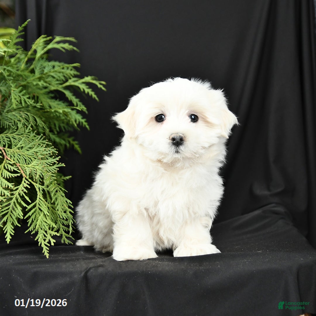 Morkie dogs for sale: Blake - Ad 1