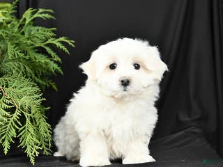 Morkie dogs Blake - Ad 40