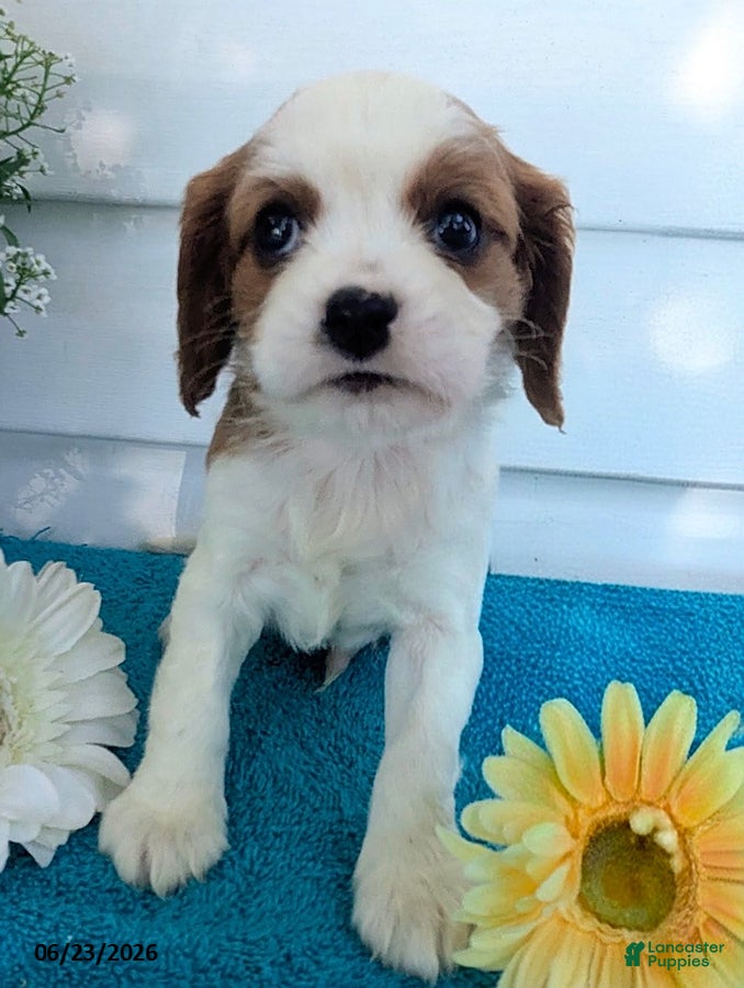 Cavalier King Charles Spaniel dogs Dennis - Ad 1