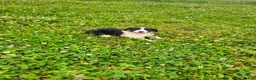 Border Collie dogs for sale: Jake - Ad 6