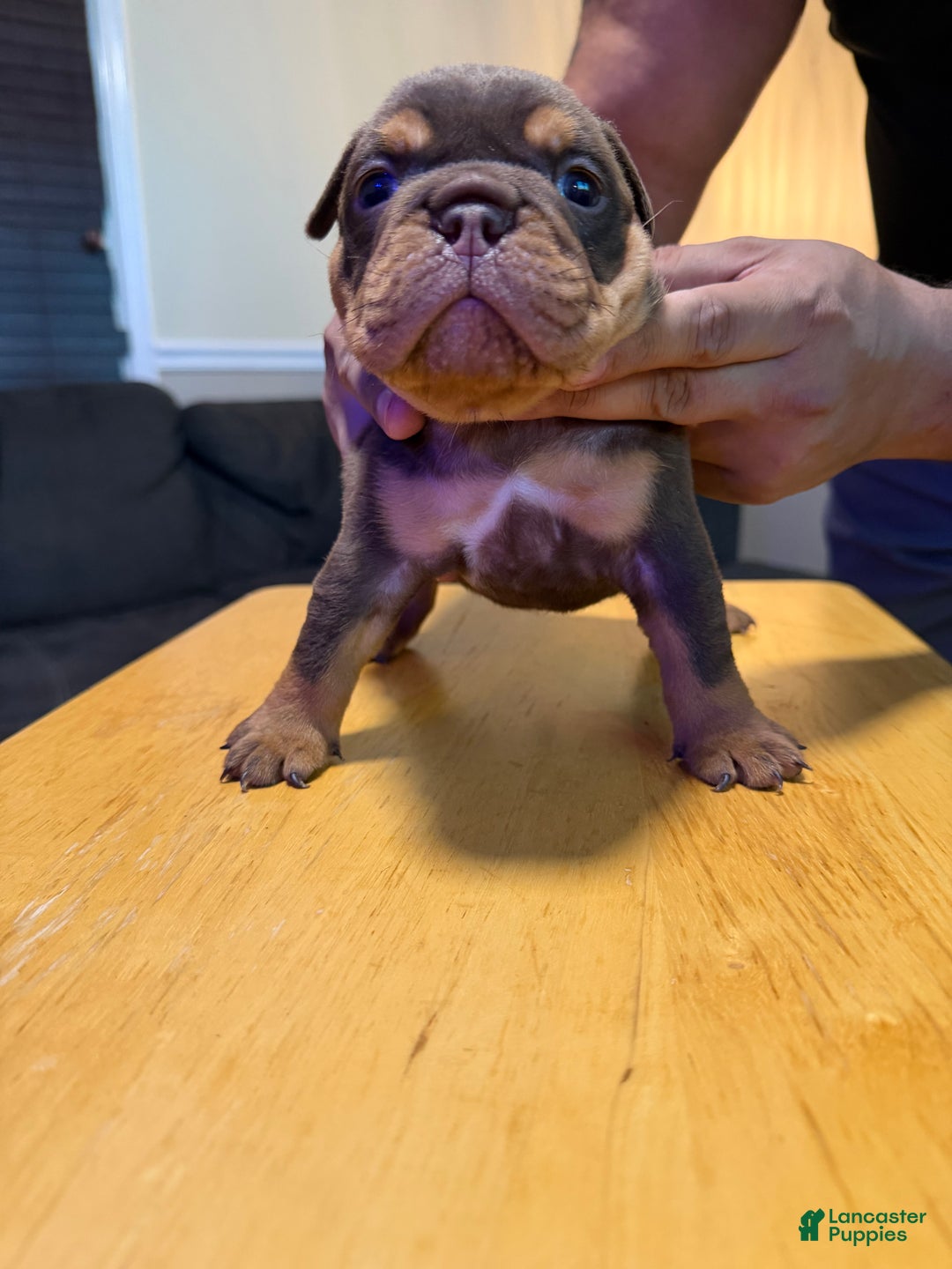 English Bulldog dogs for sale: Khal Drogo - Ad 5