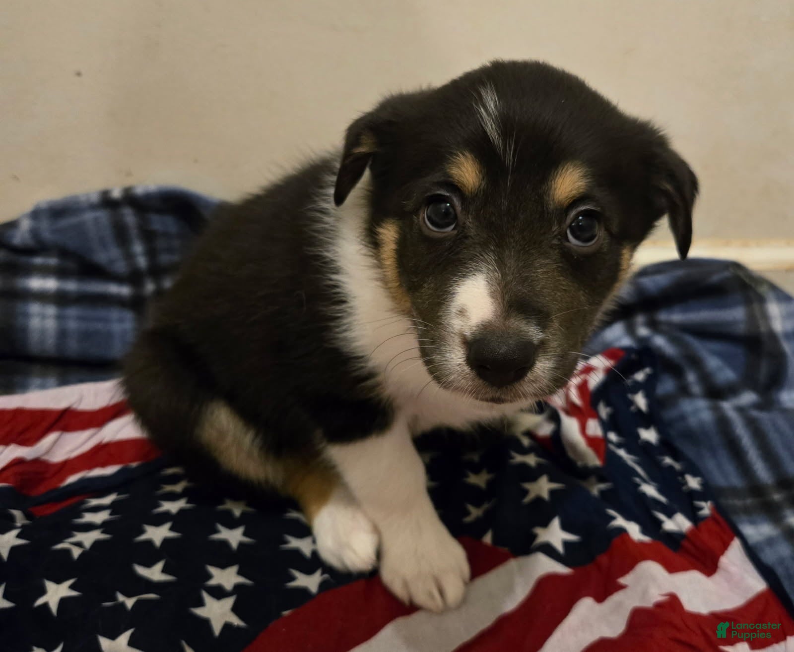Border Collie dogs for sale: Elizabeth - Ad 3