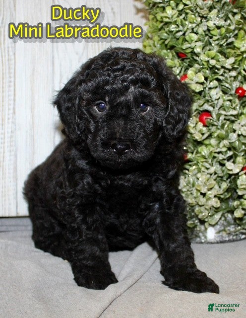 Mixed Breed dogs Ducky - Ad 9