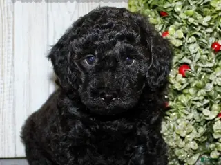 Mixed Breed dogs Ducky - Ad 9