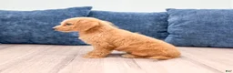 Miniature Labradoodle dogs for sale: Opal - Ad 5