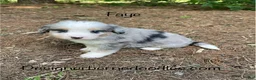 Mini Bernedoodle dogs for sale: Faye - Ad 2