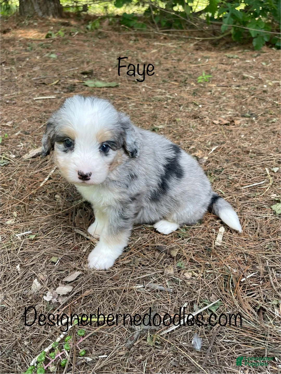 Mini Bernedoodle dogs for sale: Faye - Ad 2