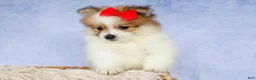 Pomeranian dogs for sale: Eric🐾 - Ad 8