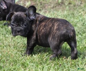 French Bulldog dogs IRA BRINDLE - Ad 35