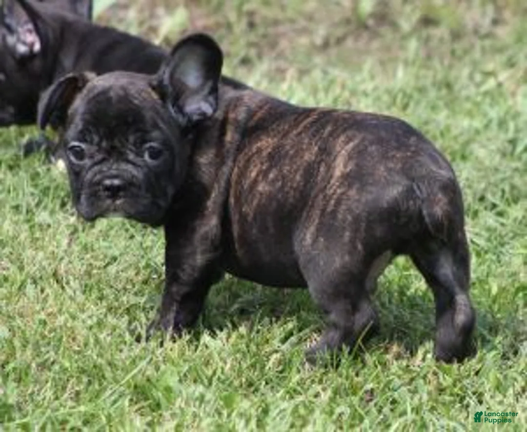 French Bulldog dogs for sale: IRA BRINDLE - Ad 1