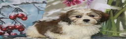 Havanese dogs for sale: Chip - Ad 3