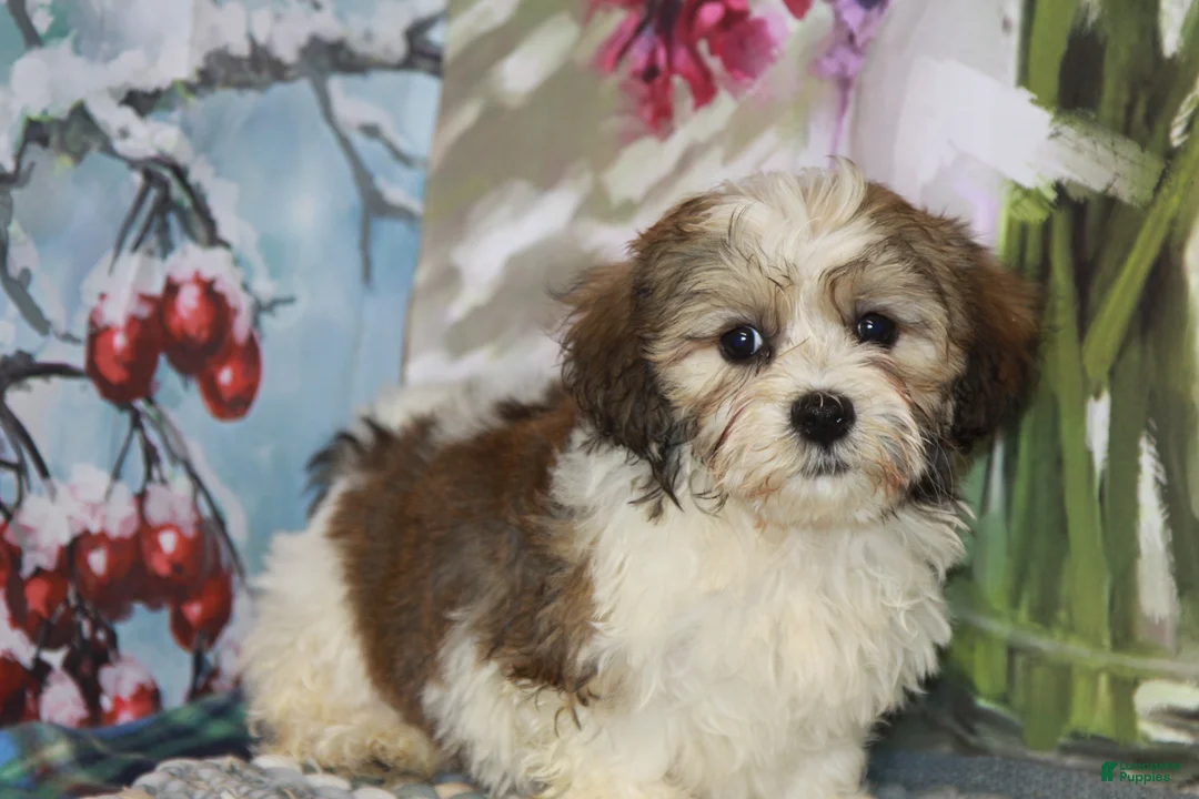 Havanese dogs for sale: Chip - Ad 3