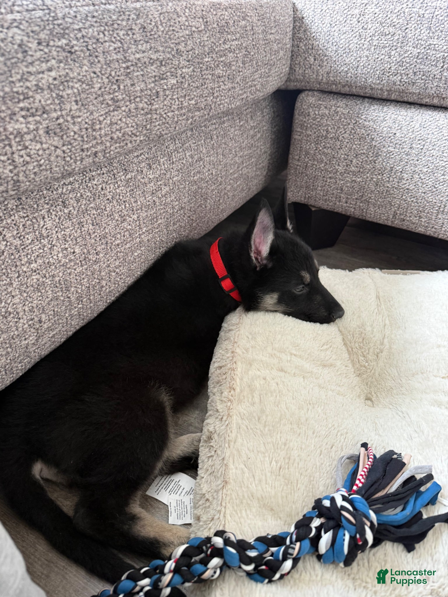 German Shepherd dogs German Shepherd Puppy 2 - Ad 34