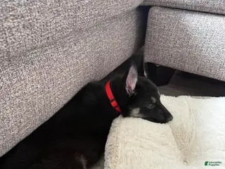 German Shepherd dogs German Shepherd Puppy 2 - Ad 34