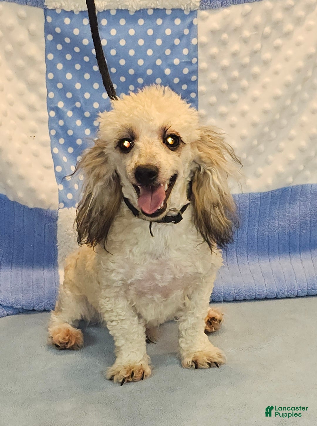 Toy Poodle dogs for sale: Toy Poodle Puppy 1 - Ad 1