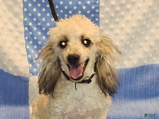 Toy Poodle dogs Toy Poodle Puppy 1 - Ad 21