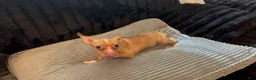 Chihuahua dogs for sale: Mrs anna  - Ad 8