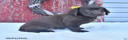 Labrador Retriever dogs for sale: Lacey - Ad 3