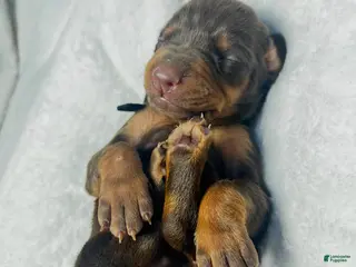 Doberman Pinscher dogs Doberman RED Puppy 5 - Ad 36