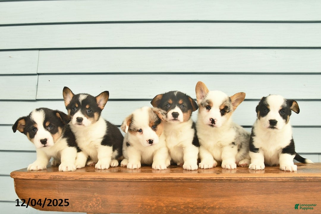 Welsh Corgi Pembroke dogs for sale: Sage  - Ad 5