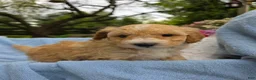 Miniature Poodle dogs for sale: Miniature Poodle Puppy 1 - Ad 1