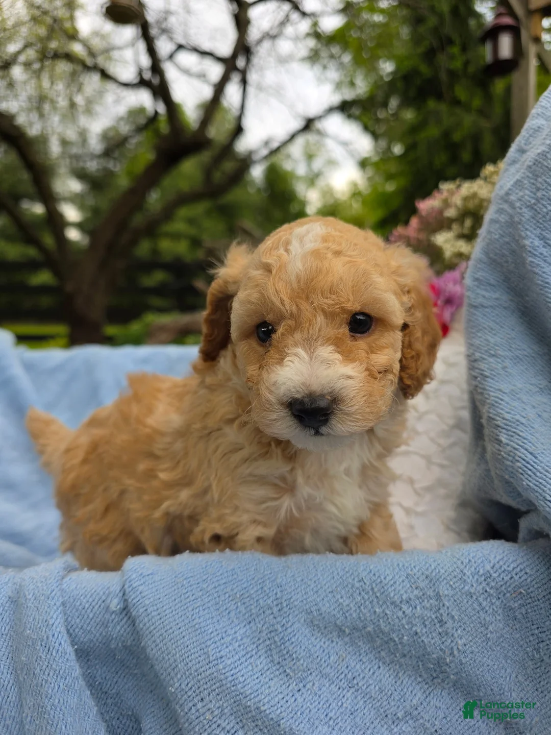 Miniature Poodle dogs for sale: Miniature Poodle Puppy 1 - Ad 1