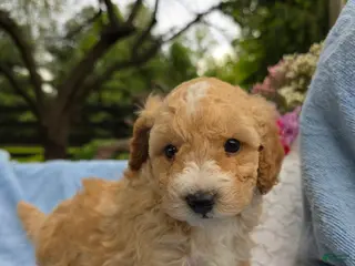 Miniature Poodle dogs Miniature Poodle Puppy 1 - Ad 25